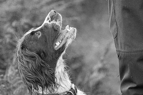 Springer Spaniel working breed dog walking